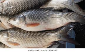 রুই মাছ (মাঝারি সাইজ)